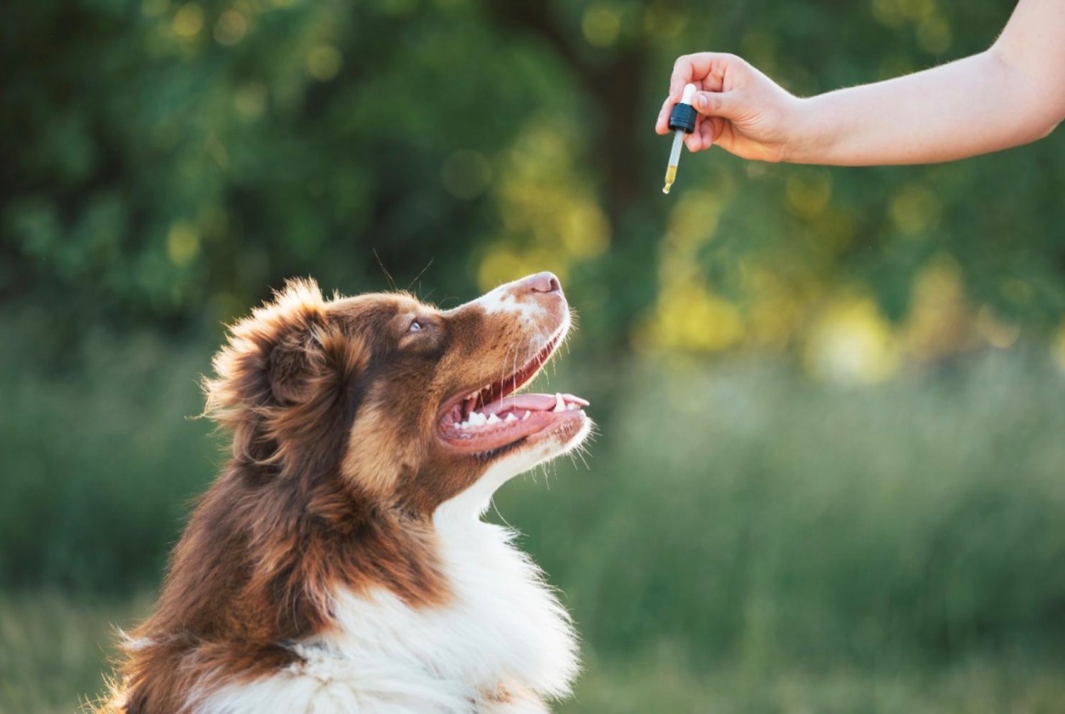[MAX2] ペット用のサプリメントを与える目的：サプリ選びのポイントや注意点を解説