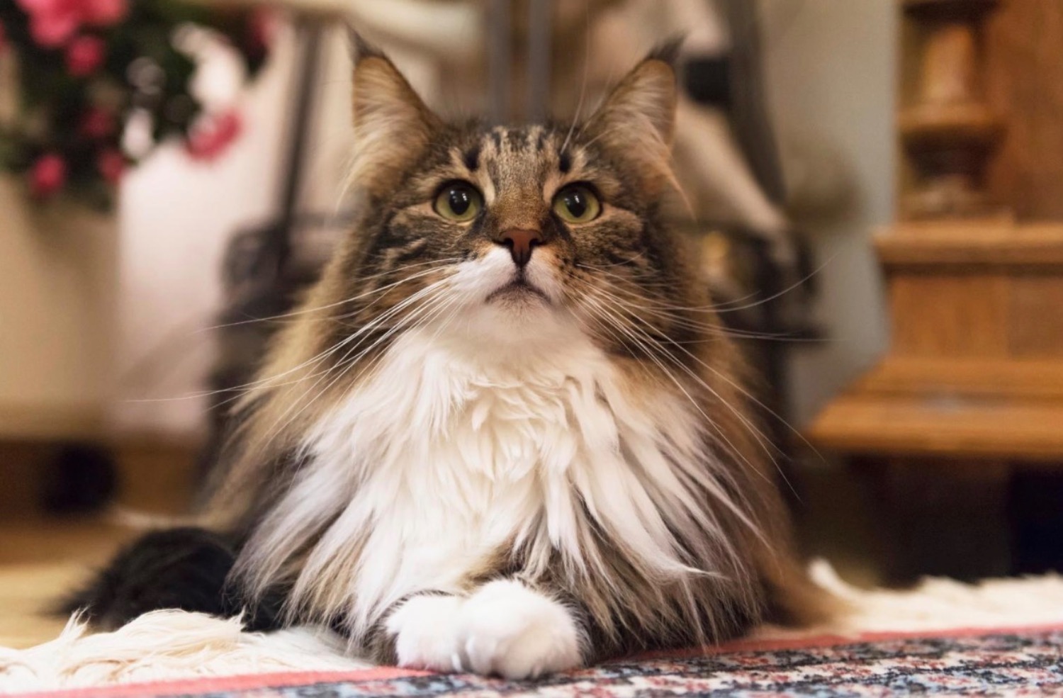 [MAX2] 獣医学フォーラムやウェビナーへの参加がペットの寿命を延ばす方法