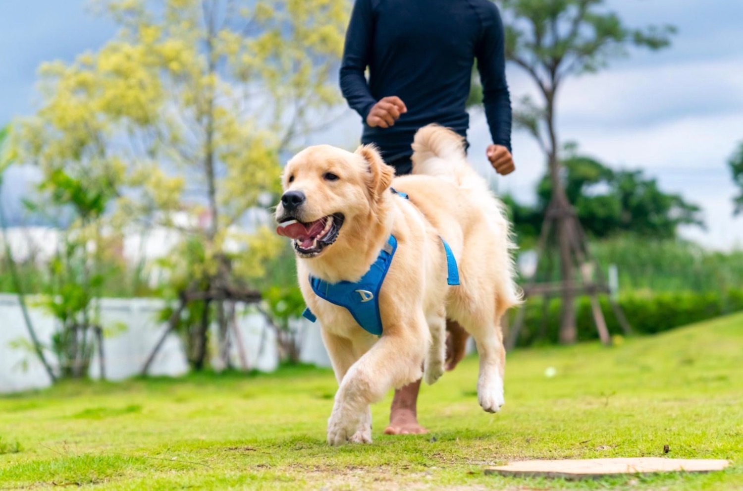 [MAX2] ダイエットが必要なワンちゃん、冬の体重管理とやさしい栄養サポート