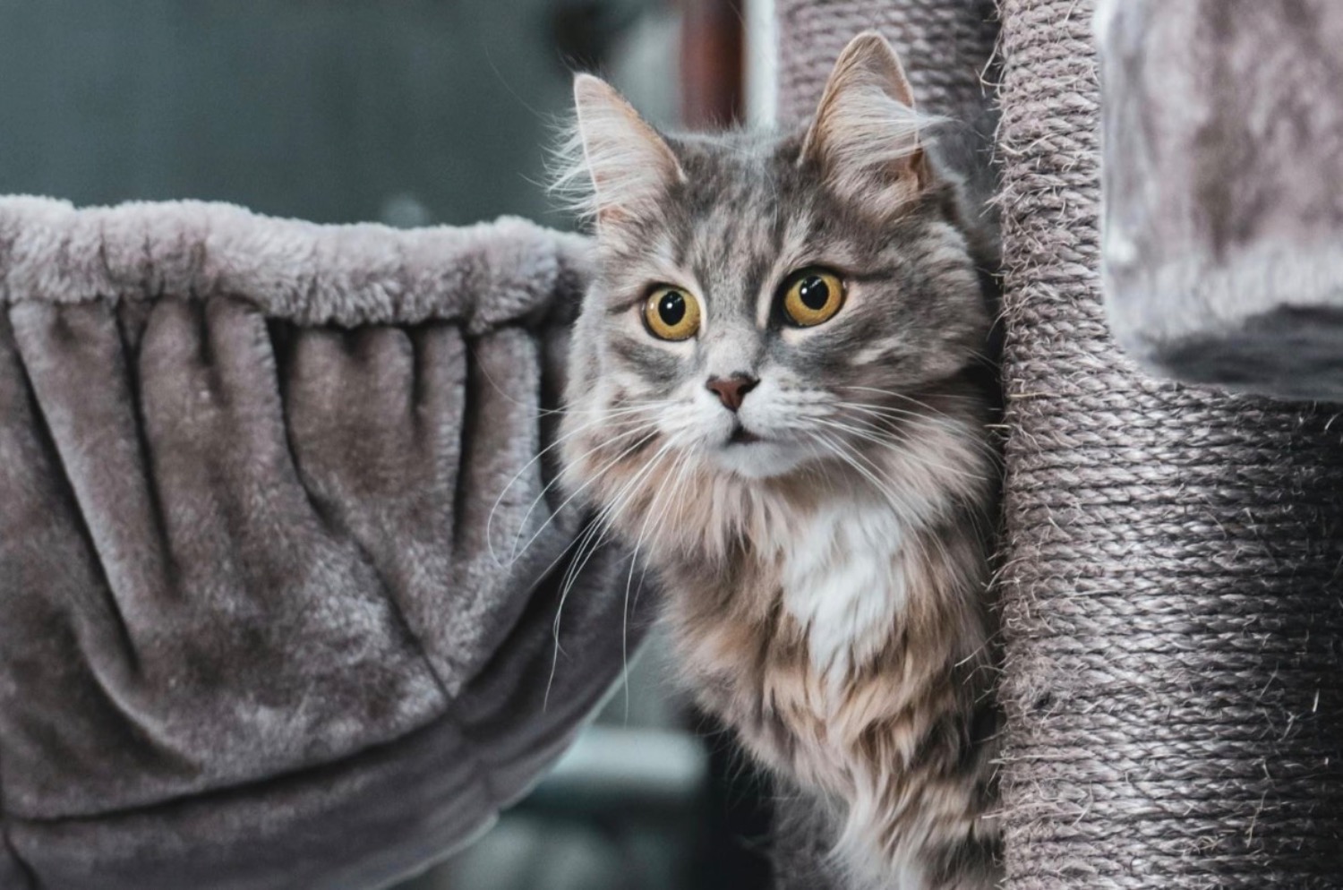 [MAX2] 猫の腎不全を認識し止める方法