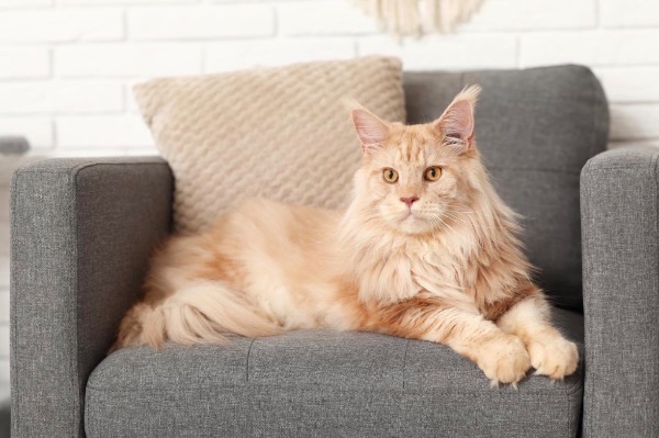 [MAX2] DNAレベルでの保護：遺伝子検査が犬種を救い、健康なペット選びを助ける方法