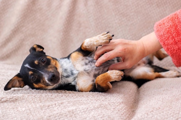 [MAX2] プロバイオティクスとプレバイオティクスがペットの消化器を守る仕組み