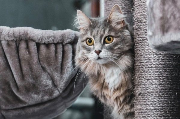 [MAX2] 猫の腎不全を認識し止める方法