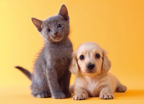 [MAX2] 科学が賢明なペット保護を支える