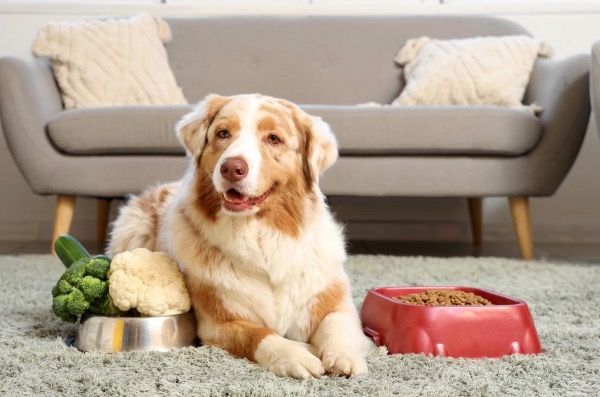 [MAX2] 犬をピロプラズマ症から守る方法と、既に咬まれた場合の対処法