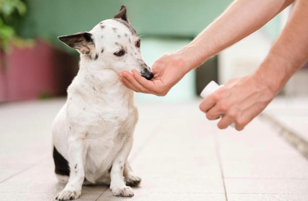 [MAX2] ビタミン・トラップ：子犬・子猫の世話が知らぬ間に脅威に変わるのを防ぐ方法