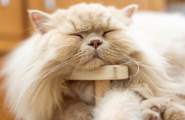 [MAX2] なぜしっぽがかゆいの？犬と猫のアレルギー・皮膚トラブル完全ガイド