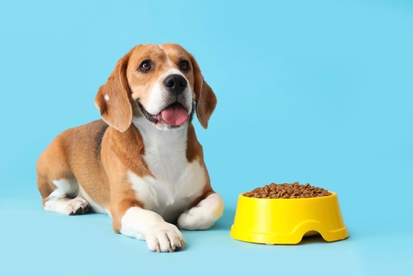 [MAX2] 薬としての食事：ペットのボウルが未来を左右するリモコンである理由