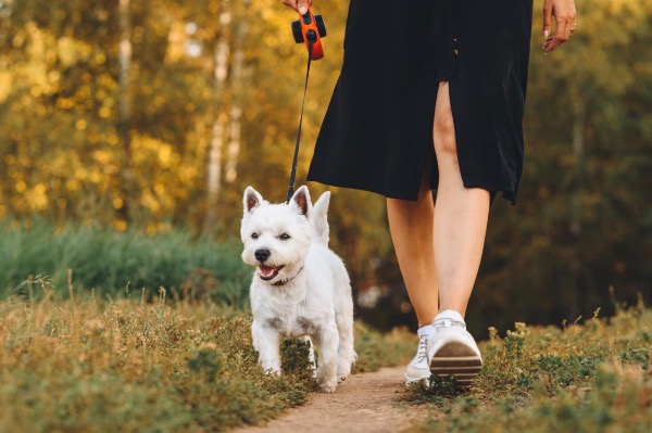 [MAX2] チャリティーフェスティバルが人と動物の生活を変える