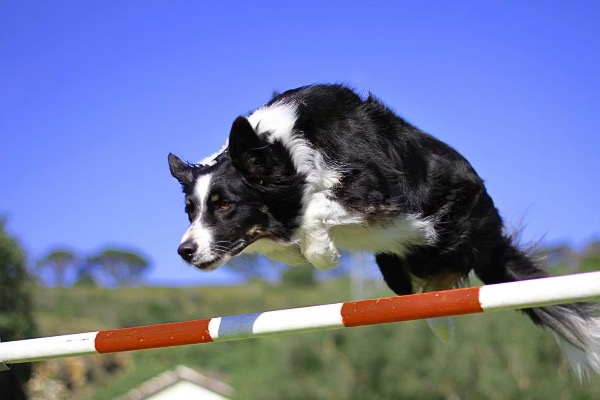 [MAX2] ドッグスポーツがペットと飼い主の人生を変える