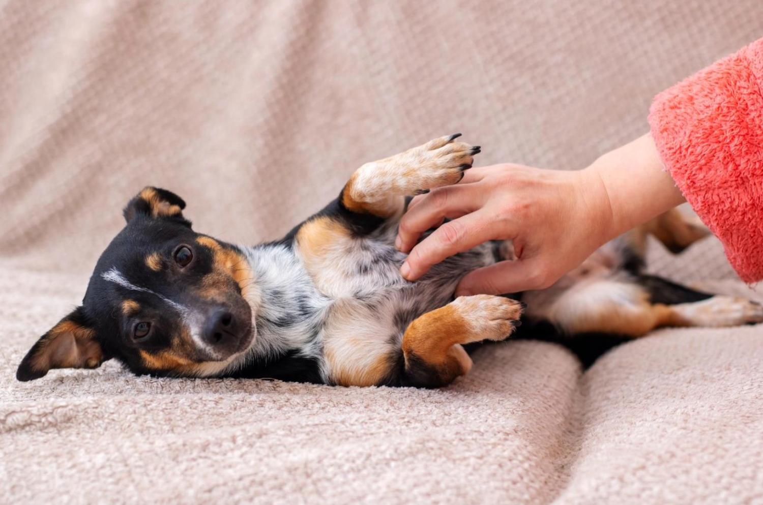 記事画像 「柔軟性と運動機能:軟骨保護剤がペットの関節を摩耗から守る仕組み」 記事画像 「柔軟性と運動機能:軟骨保護剤がペットの関節を摩耗から守る仕組み」