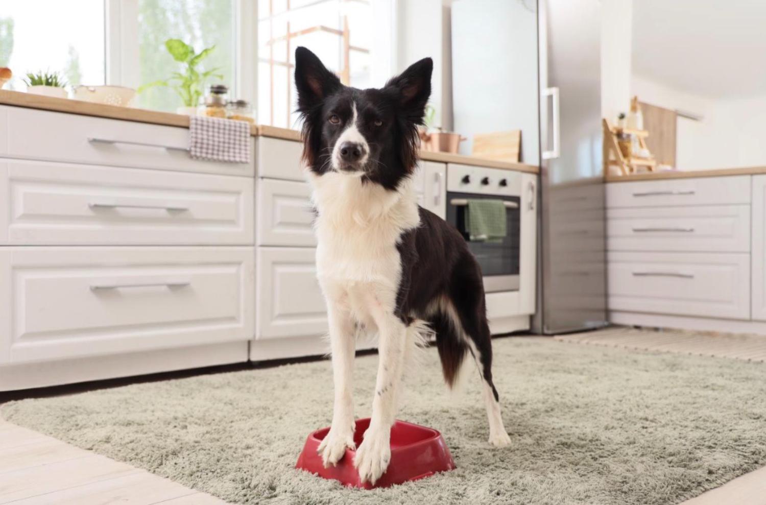 記事画像 「柔軟性と運動機能:軟骨保護剤がペットの関節を摩耗から守る仕組み」 記事画像 「柔軟性と運動機能:軟骨保護剤がペットの関節を摩耗から守る仕組み」