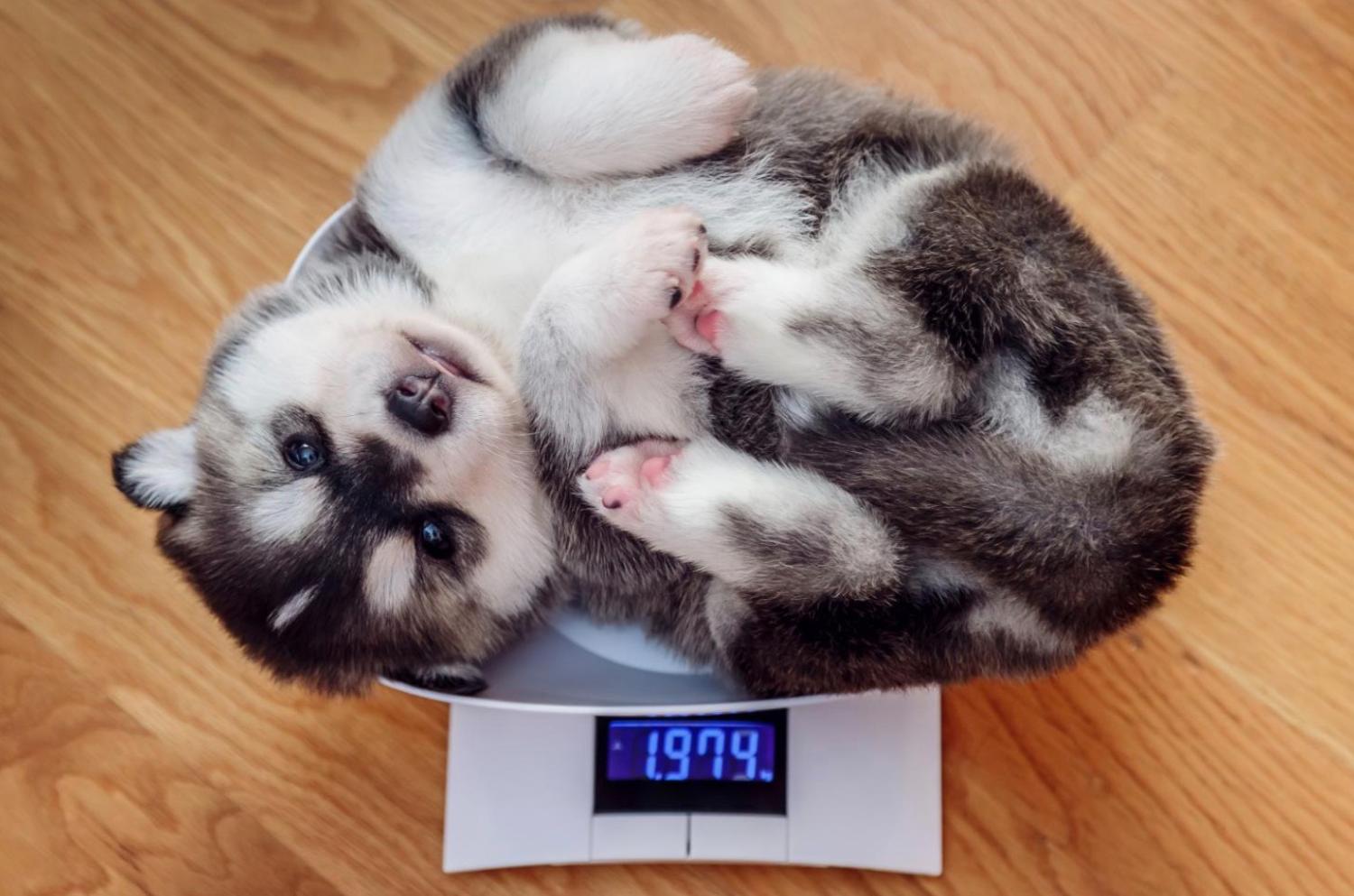 記事画像 「オメガ3とオメガ6は、ペットのボウルに秘められた長寿の鍵です。」 記事画像 「オメガ3とオメガ6は、ペットのボウルに秘められた長寿の鍵です。」