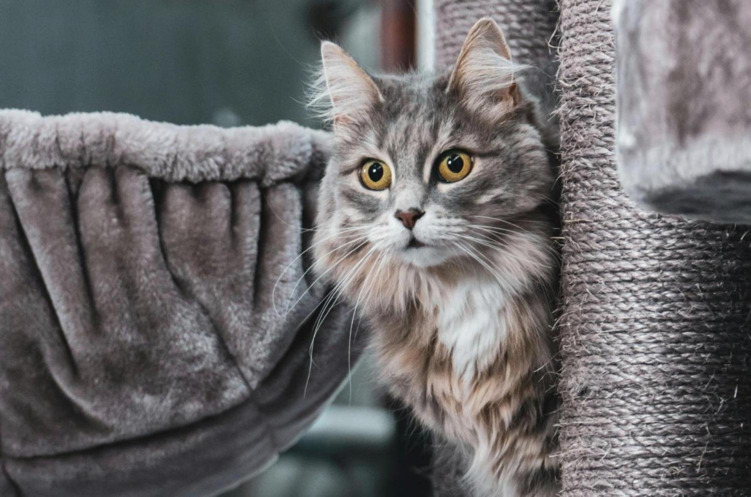 記事画像 「医学的観点から見た犬と猫が私たちの健康を救う仕組み」