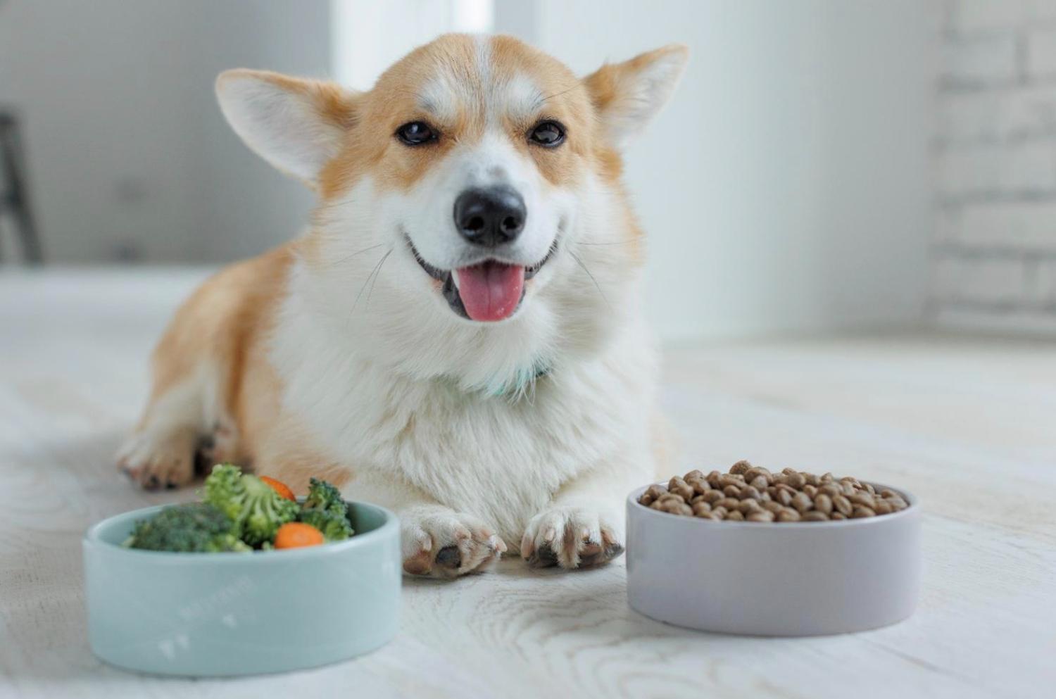 記事画像 「皮膚の下のデジタルパスポート：犬と猫のマイクロチップについて知っておくべきすべて」