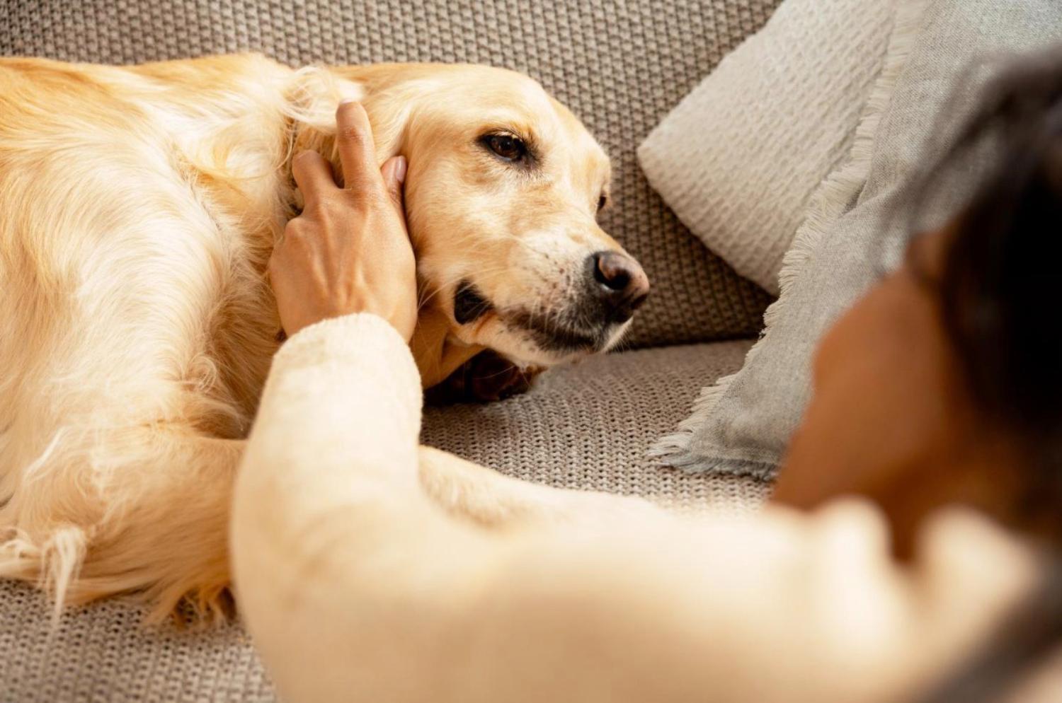 記事画像 「科学が賢明なペット保護を支える」