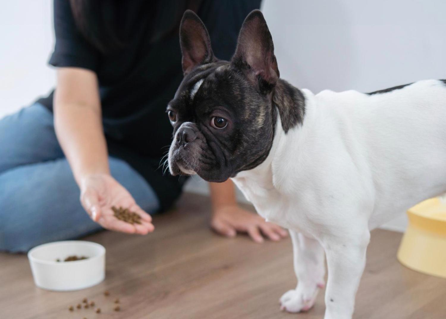 記事画像 「犬猫の糖尿病克服法」