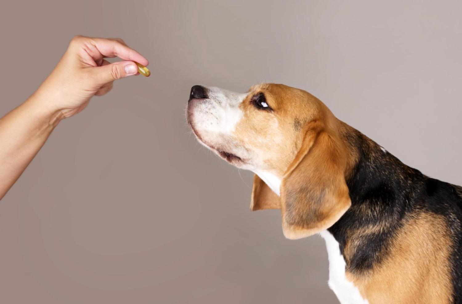 記事画像 「チャリティーフェスティバルが人と動物の生活を変える」