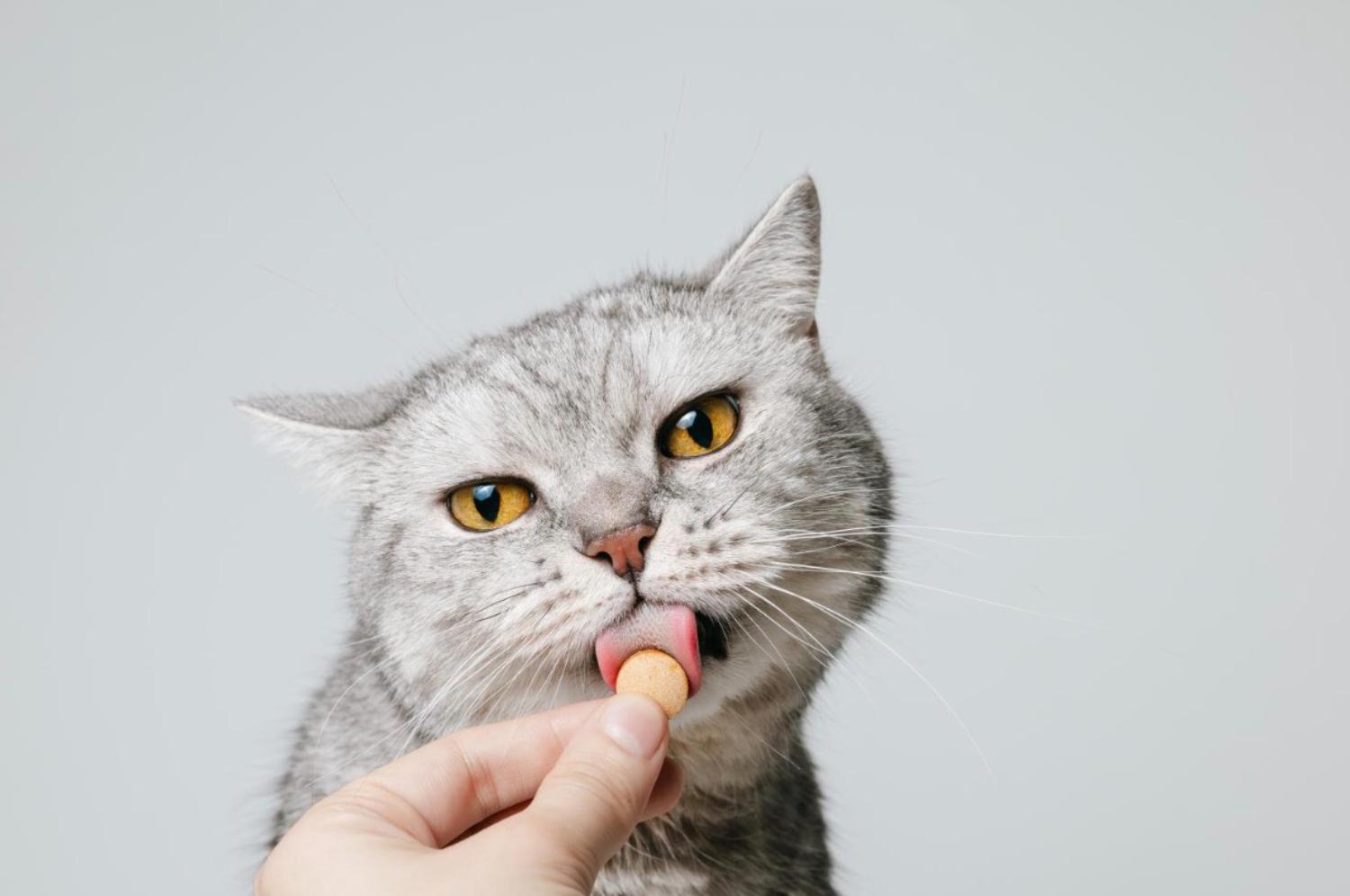 記事画像 「捕食者の微笑み：ペットの長寿を左右する歯の健康」