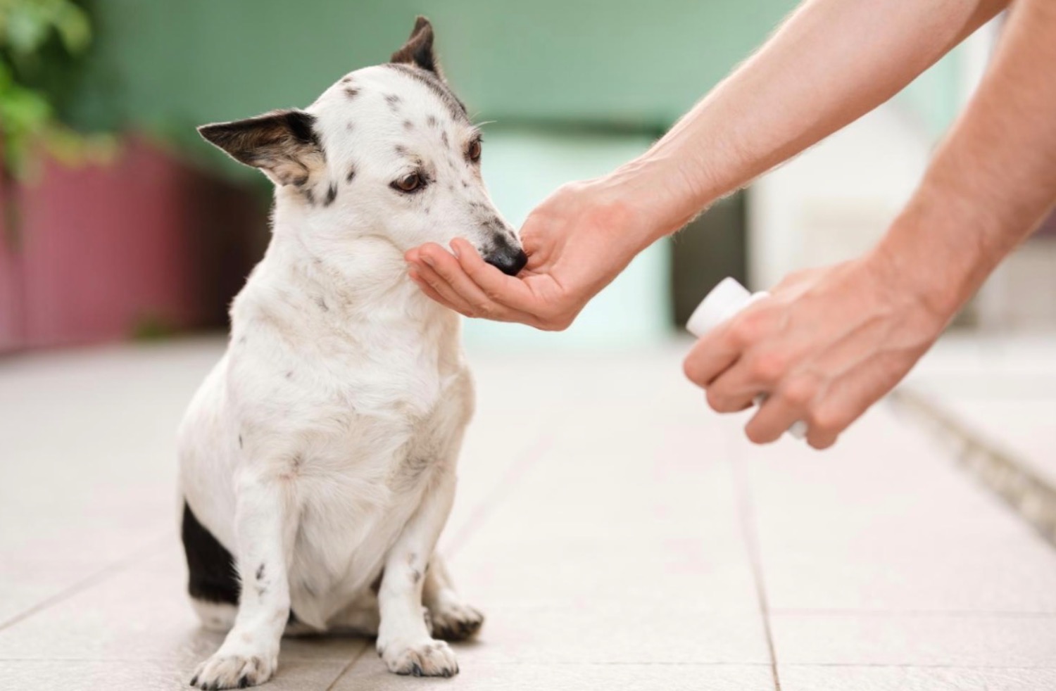 記事画像 「ペット用のサプリメントを与える目的:サプリ選びのポイントや注意点を解説」 記事画像 「ペット用のサプリメントを与える目的:サプリ選びのポイントや注意点を解説」